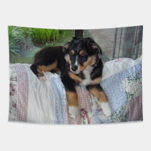 australian shepherd black tri puppy Tapestry