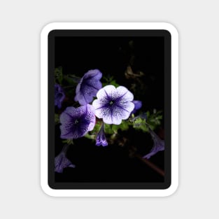 Purple Petunia Magnet