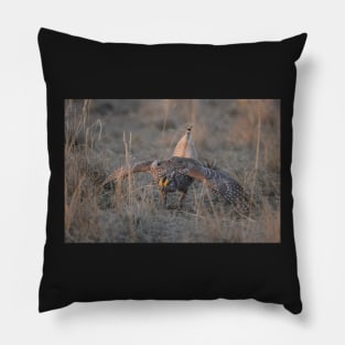 Sharptail on Lek Pillow