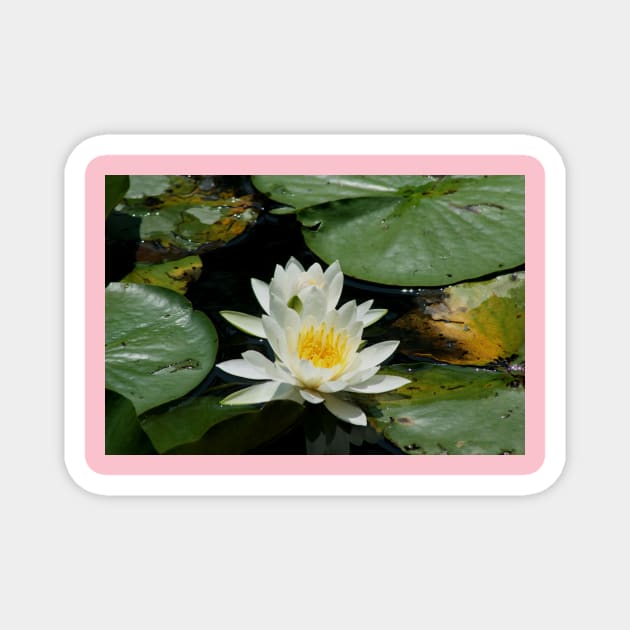 Water Lily Magnet by Rob Johnson Photography