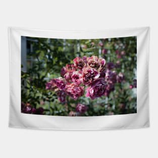 Coloma Garden Pink Roses Shrubs Tapestry