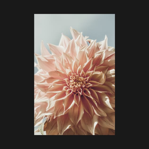 Always the Optimist x botanical pink dahlia flower photograph by oliviastclaire