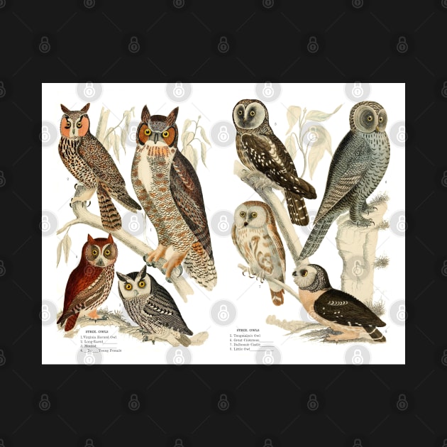Owl Species - Vintage Print by ArtShare