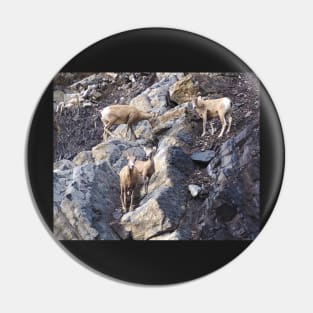 Bighorn Sheep Pin