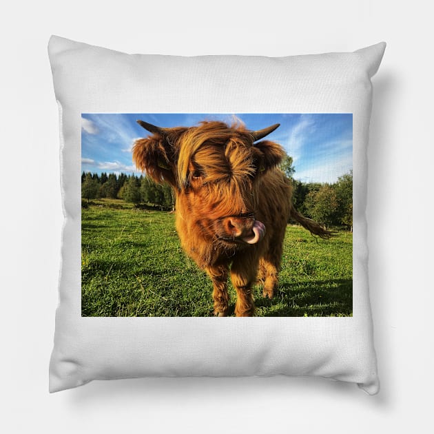 Scottish Highland Cattle Calf 2105 Pillow by SaarelaHighland