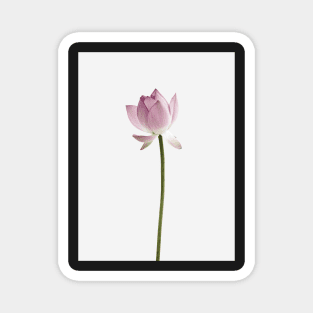 Flower print, Lotus, Pastel, Fashion print, Scandinavian art, Modern art, Wall art, Print, Minimalistic, Modern Magnet