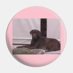 Labrador Retriever Chocolate laying Pin