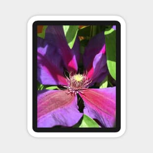 Stunning Purple Climbing Clematis Blooming Flower Power! Magnet