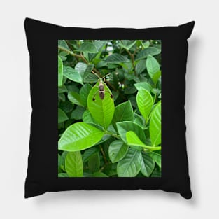 Gardenia and insect Pillow