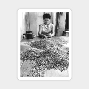 Vintage photo of woman sorting coffee Magnet