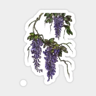 Wisteria watercolor print Magnet