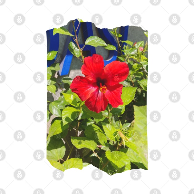 Pretty Red Flower with green leaves nature lovers beautiful photography design by BoogieCreates