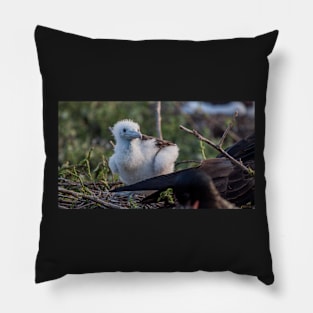 Frigate Chick Pillow