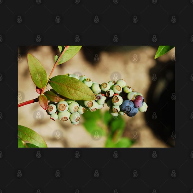 Ripening Blueberries by jojobob