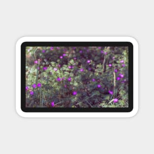 Purple Longstalk Cranesbill flowers Magnet