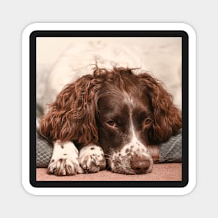 English springer spaniel Magnet