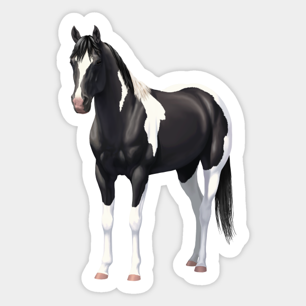 Beautiful Black Pinto Quarter Horse Paint Stallion Horses Sticker Teepublic Beautiful Black Pinto Quarter Horse Paint Stallion Horses Sticker Teepublic