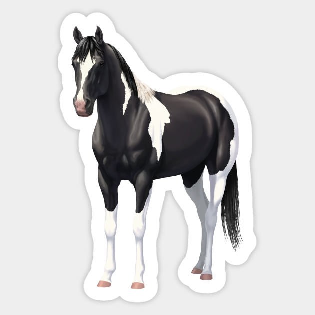 Beautiful Black Pinto Quarter Horse Paint Stallion Horses Sticker Teepublic