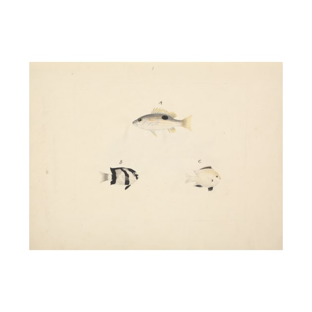 Three Unidentified Fish by Luigi Balugani by Classic Art Stall