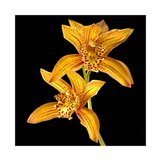 Orchids Cymbidium Chen's Ruby Gold Tiger T-Shirt