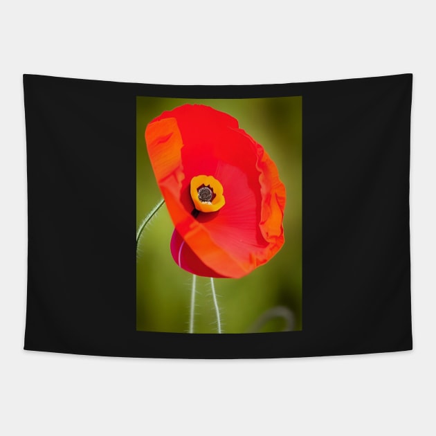 VIBRANT SINGLE POPPY WITH GREEN BACKGROUND Tapestry by sailorsam1805