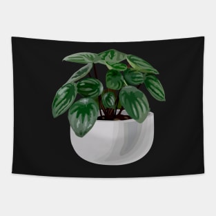 Peperomia argyreia watermelon Tapestry