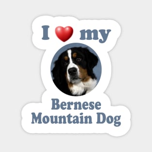 I Love My Bernese Mountain Dog Magnet