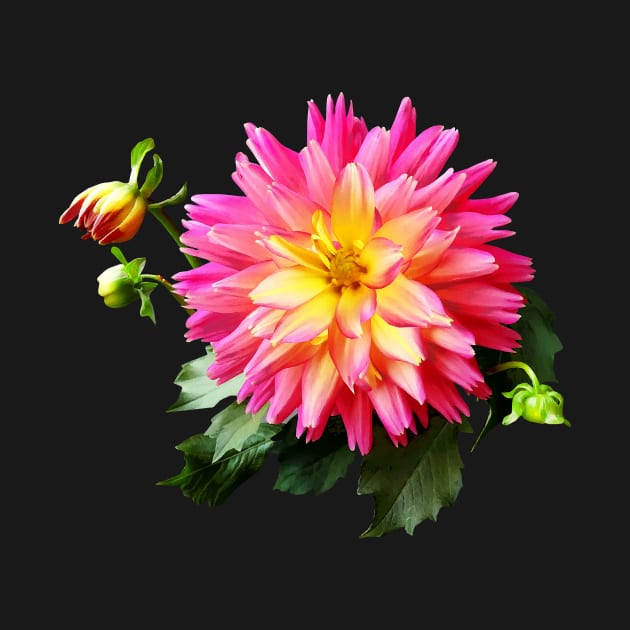 Vivid Pink and Yellow Dahlia by SusanSavad