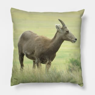 Big Horn Sheep-6 Pillow