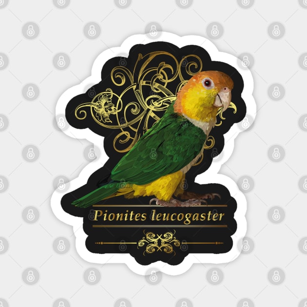 caique Magnet by obscurite