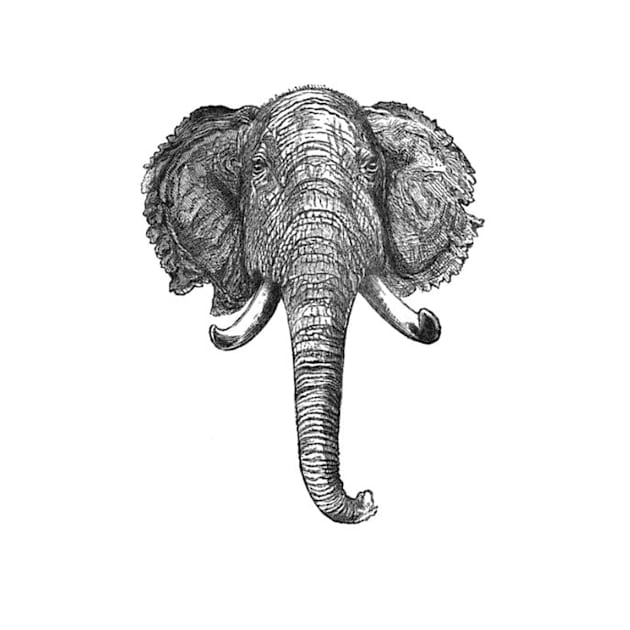 Vintage Elephant Head Illustration (1872) by Bravuramedia
