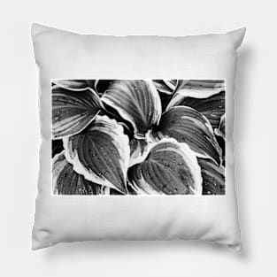 Hosta Leaves In The Rain 3 Pillow