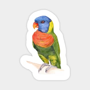 rainbow lorikeet parrot australian bird watercolor Magnet