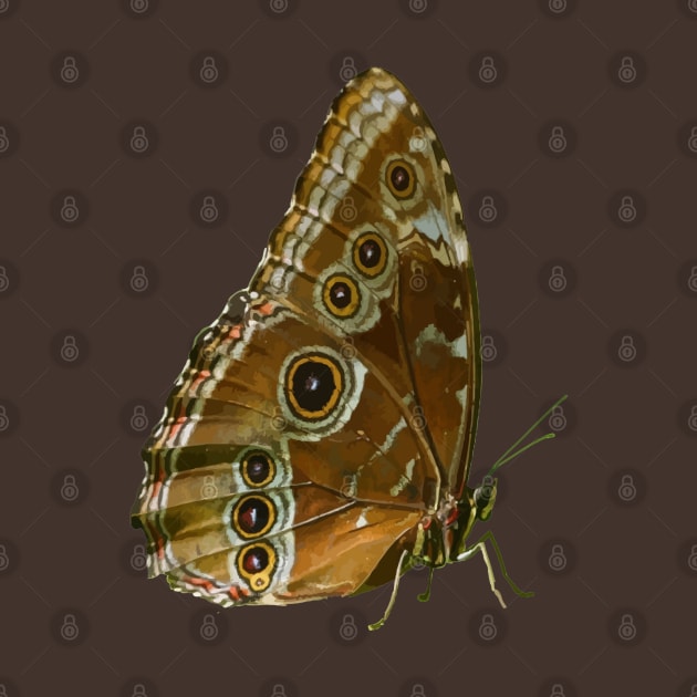 Beautiful Butterfly Wings of Meadow Brown Isolated by taiche