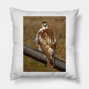 Red-tailed Hawk on fence Pillow