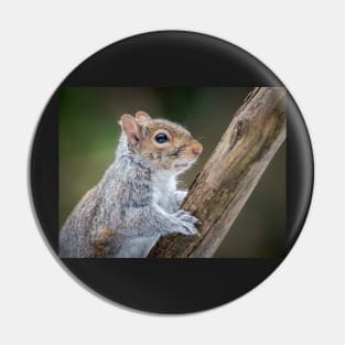 Grey Squirrel Portrait Pin