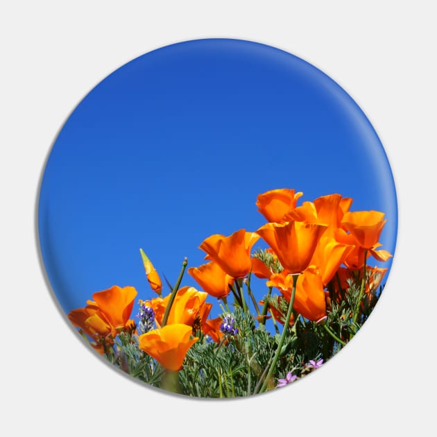 California Poppies and Blue Skies Photograph Pin by bumblefuzzies