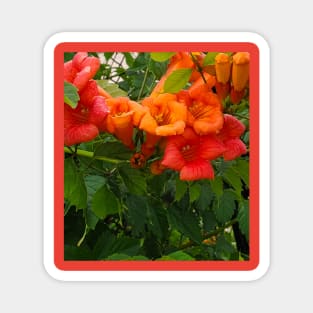 Trumpet Vine Flowers Magnet