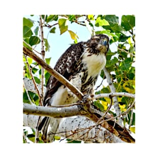 Red Tailed Hawk T-Shirt