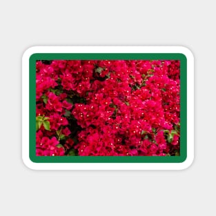 Bougainvillea Magnet