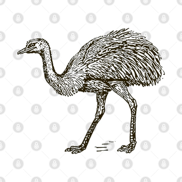Cute Ostrich Drawing by Drawings Star