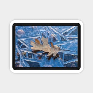 Frozen Leaf Magnet