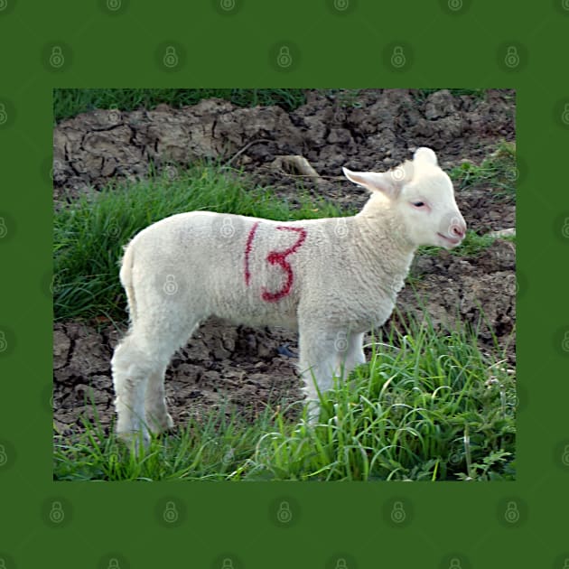 Cute Lamb 13th by SueNordicDesigns