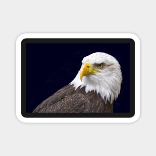 Bald Eagle Magnet