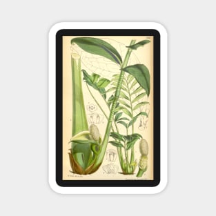 ZZ plant - botanical illustration Magnet