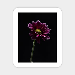 Daisy Flower Profile Magnet