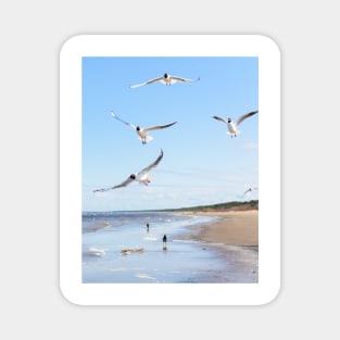 Copy of Flock of seagulls flying above the water Magnet