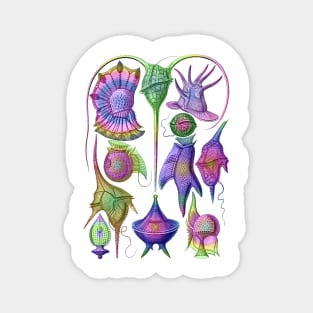 Ernst Haeckel Pastel  Rainbow  Peridinea Magnet