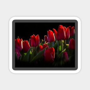 Red Tulips Magnet