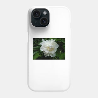 Winter Park Garden Study 3 Phone Case